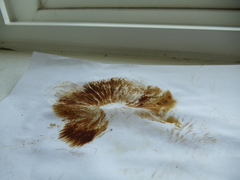 Gymnopilus junonius