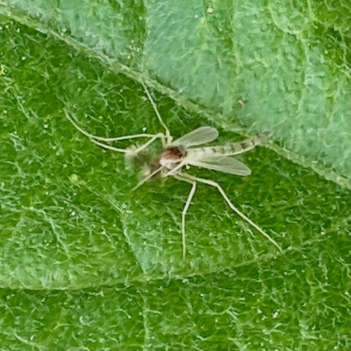 iNaturalist observation photo of Non-biting Midges