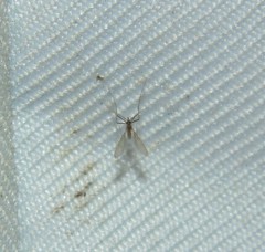 Phlebotominae