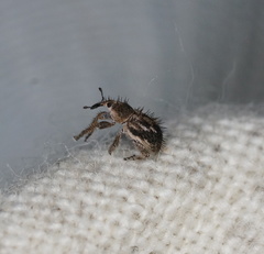 Misophrice hispida