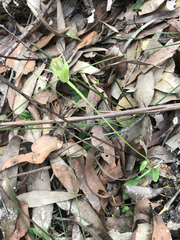 Pterostylis acuminata