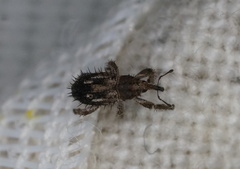 Misophrice hispida