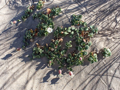 Silene uniflora thorei