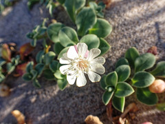 Silene uniflora thorei