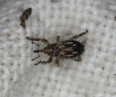 Misophrice hispida