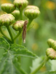 Isophrictis striatella