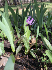 Erythronium hendersonii