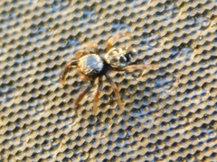 Paraphidippus aurantius