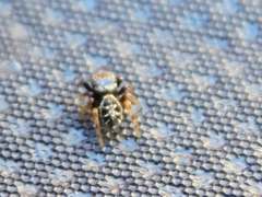 Paraphidippus aurantius