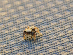 Paraphidippus aurantius