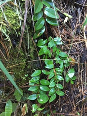 Hypericum hookerianum