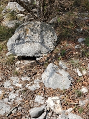 Masticophis taeniatus girardi