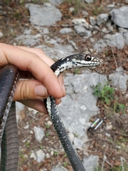 Masticophis taeniatus girardi