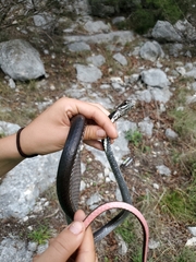 Masticophis taeniatus girardi