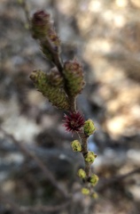 Comptonia peregrina
