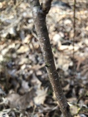 Comptonia peregrina