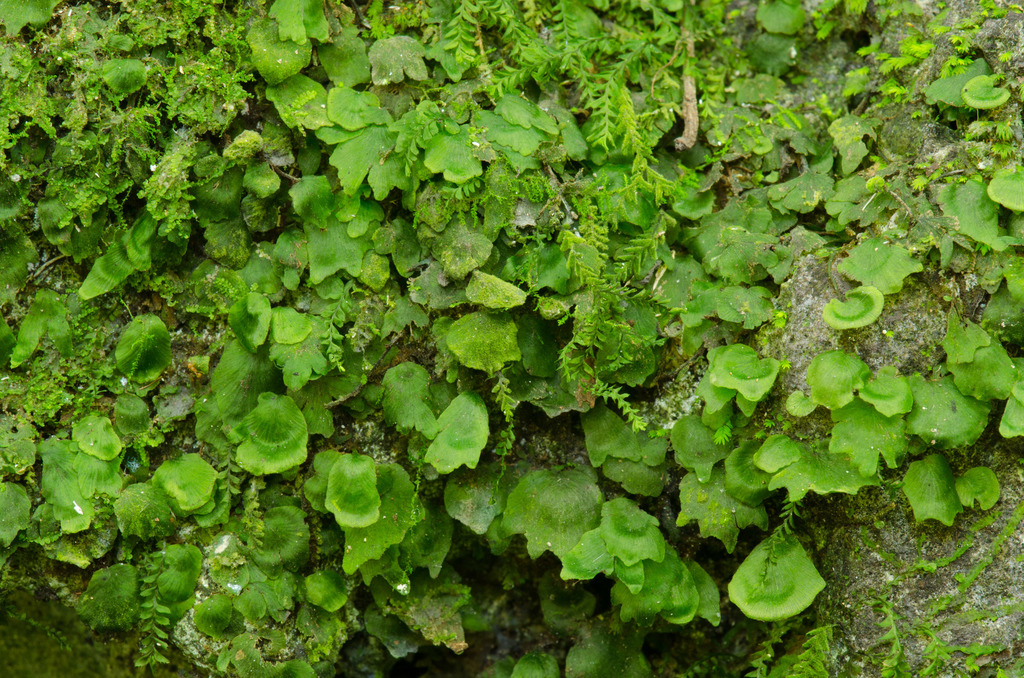 dotted bristle fern
