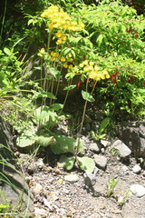 Calceolaria crenatiflora