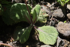 Calceolaria crenatiflora