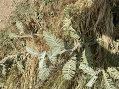 Tanacetum bipinnatum