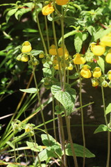 Calceolaria crenatiflora