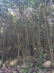 Alnus nepalensis