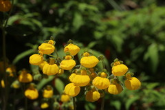 Calceolaria crenatiflora