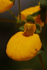 Calceolaria crenatiflora