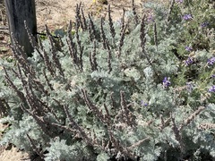 Artemisia pycnocephala