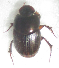 Onthophagus vinctus