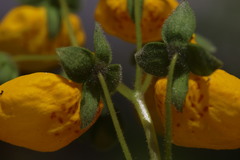 Calceolaria crenatiflora