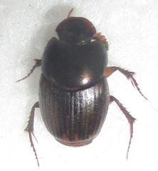 Onthophagus vinctus