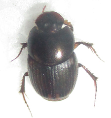 Onthophagus vinctus