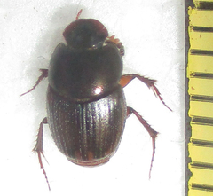 Onthophagus vinctus