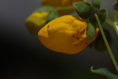 Calceolaria crenatiflora
