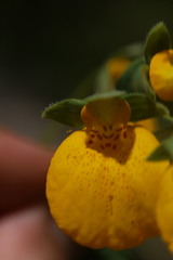 Calceolaria crenatiflora