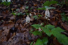 Tiarella austrina