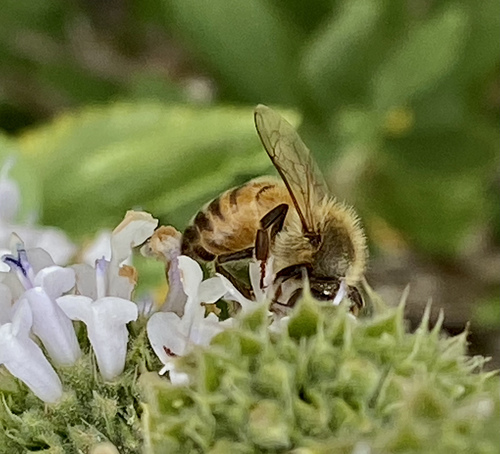 iNaturalist observation photo of Western Honey Bee