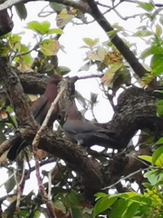 Patagioenas flavirostris