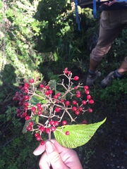 Viburnum mullaha