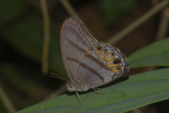 Splendeuptychia junonia