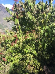 Viburnum mullaha
