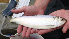 Blueback Herring photo 2