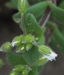 Cerastium semidecandrum
