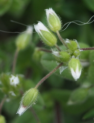 Cerastium semidecandrum
