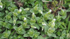Cerastium semidecandrum