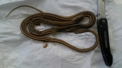 Psammophis leightoni