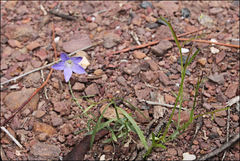 Wahlenbergia luteola