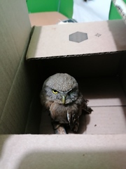 Glaucidium palmarum