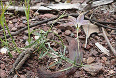 Wahlenbergia luteola